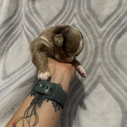 Miniature Australian Shepherd and Toy Australian Shepherd Puppies from Cherry Grove Kennel