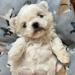 Boy 1 - Gold and white male Shih Tzu puppy in Silver Spring, Maryland from Saraya’s Shih Tzus