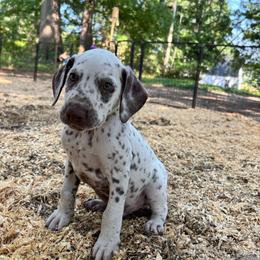 Mint(LUA) - White and liver brown male Dalmatian puppy in Wilson, North Carolina from New Horizonz Dalmatians