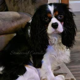 Lucky - Cavalier King Charles Spaniel