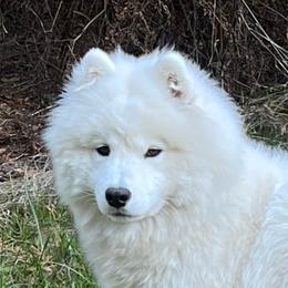 Simba - Samoyed