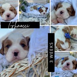 Gnocchi - Blenheim male Cavalier King Charles Spaniel puppy in El Dorado Springs, Missouri from Cavish's Missouri Cavaliers, Cavapoos, and Miniature Poodles