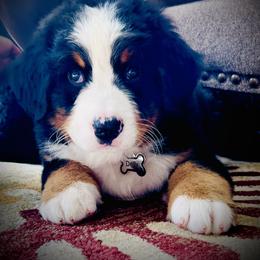 Remington - Black rust and white male Bernese Mountain Dog puppy in Strasburg, Ohio from Lois Allison