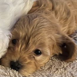 Green girl, Kiwi - female Havanese puppy in Arlington, Washington from Havanese With Love Breeding Co.
