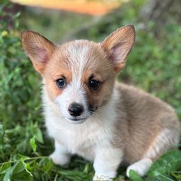 Black collar male - Sable male Pembroke Welsh Corgi puppy in Grantsville Md, Maryland from Standing Oaks Kennel