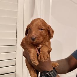 Burgundy - Red  female Goldendoodle puppy in Bakersfield, California from Lavish Doodles