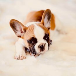 French Bulldog Puppies from Dior Dogs