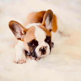 French Bulldog Puppies from Dior Dogs