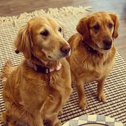 Cavalier King Charles Spaniels, Cavapoos, Goldendoodles, and Golden Retrievers from Park City Doodles