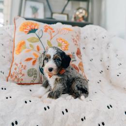 Pecan - Merle male Bernedoodle puppy in Murray, Utah from Sun Valley Doodles