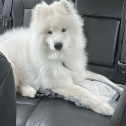 Samoyed Puppies from Hill Country Samoyeds
