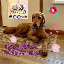 Goldendoodle Puppies from Lu Doodles