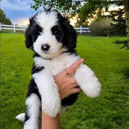 Buzz - Black and white male Sheepadoodle puppy in Ashton, Idaho from Kerr Kanine Ranch