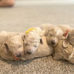 Goldendoodle puppies from The Sunny Doodle
