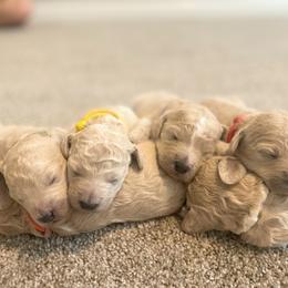Goldendoodle puppies from The Sunny Doodle