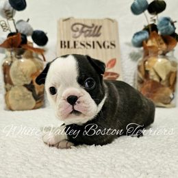 Rowan - Black brindle and white male Boston Terrier puppy in Mulberry, Arkansas from White Valley Boston Terriers