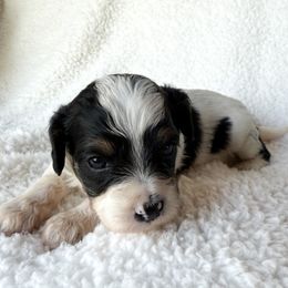 Georgia - Tri-color female Cavapoo puppy in Redding, California from O’Hara  Doodles