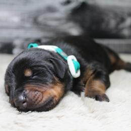 Doberman Pinscher and Giant Schnauzer Puppies from 32 Farms