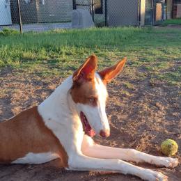 Ibizan Hound Puppies from AirO'Doe Ibizans