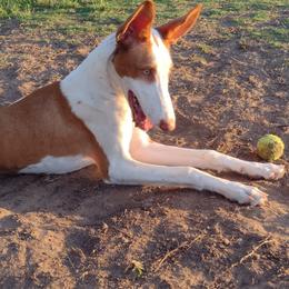 Ibizan Hound Puppies from AirO'Doe Ibizans