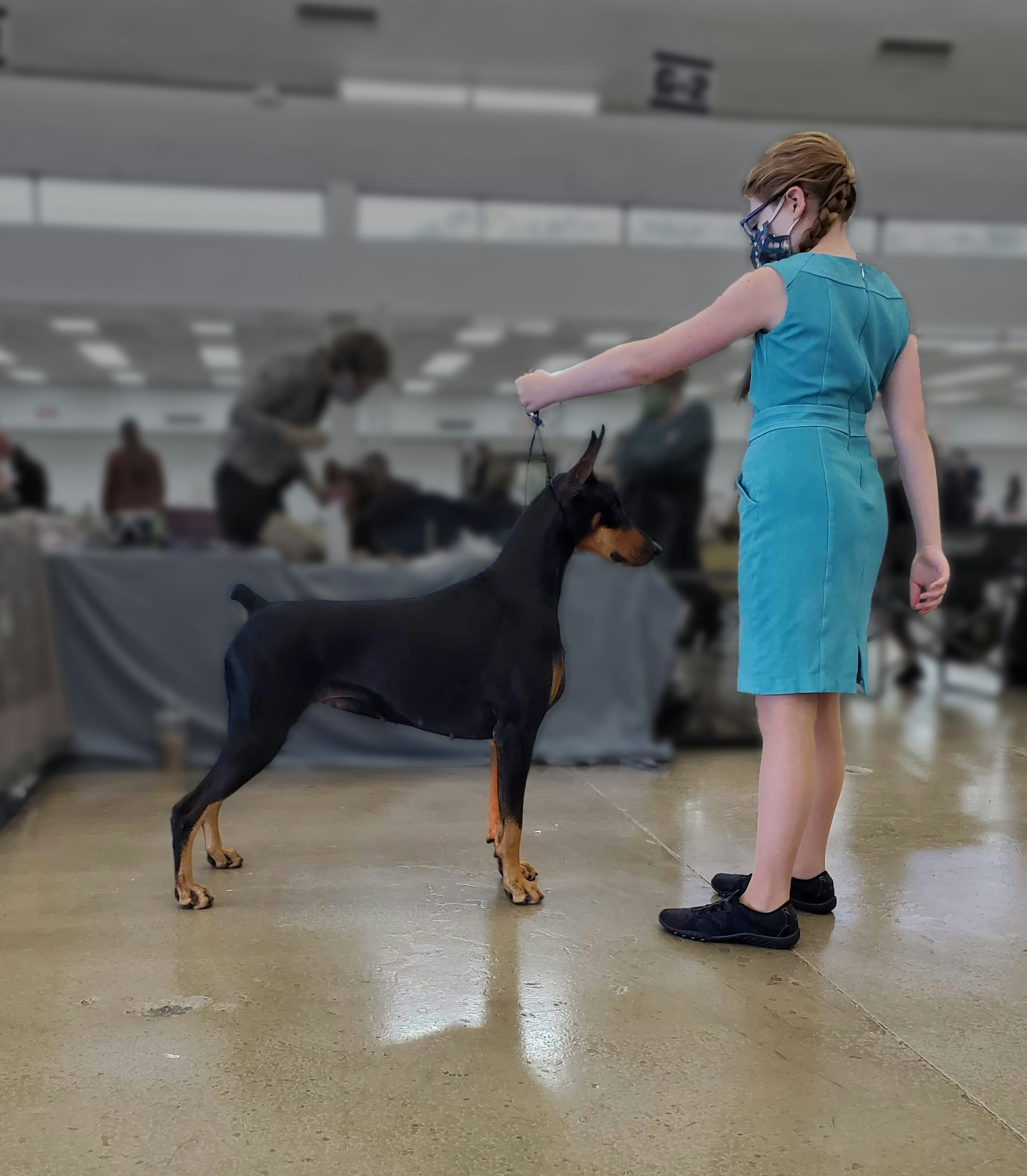 Layla aka Baby Shark  - Doberman Pinscher