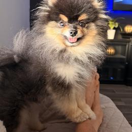 Pomeranian All Grown Up from Polina's Poms