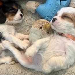 Cavalier King Charles Spaniel Puppies from George Larkin