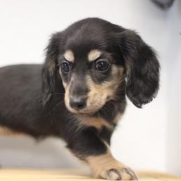 Nora - Black and cream female Dachshund puppy in Alto, Texas from Prima Dachshunds