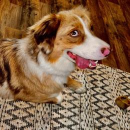 Australian Shepherds from Royal Paws Puppies