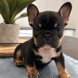 Chocolate-Tan - Liver male French Bulldog puppy in Smithfield, North Carolina from Roughneck Frenchies