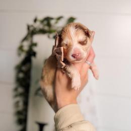 Melody - Merle female Pomsky puppy in Cleveland, Ohio from Lake Point Pomskies