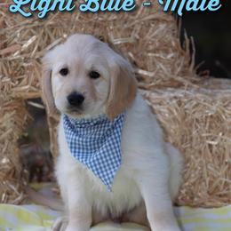 Golden Retriever Puppies from Valley County Goldens