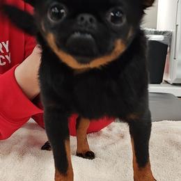 Brussels Griffons from Last Knight Kennels and Greyhawk Kennels