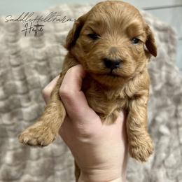 Hattie - Red female Aussiedoodle puppy in Rienzi, Mississippi from Saddle Hill Farms