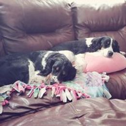 English Springer Spaniel Puppies from Ledge N' Tree English Springer Spaniels