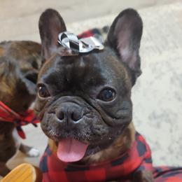 "Champ Christmas morning" French Bulldog Puppies from Fancy Frenchies