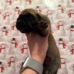 Brown Sugar - Fawn female Great Dane puppy in Jerusalem, Arkansas from Mara Danes
