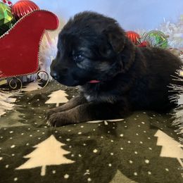 Frosty - Black and tan male German Shepherd puppy in Walla Walla, Washington from Silver Knight Shepherds