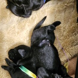 Labrador Retriever Puppies from Steele Caliber Retrievers
