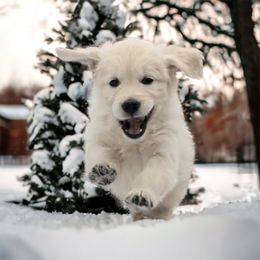 Golden Retriever Puppies from INGOLD Retrievers