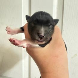 Agouti girl - Agouti and white female Siberian Husky puppy in London, Ohio from Rose Trail Siberian’s