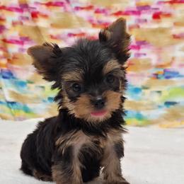 Myra TEACUP - Blue and gold female Yorkshire Terrier puppy in Monticello, Iowa from Ashley’s Puppies