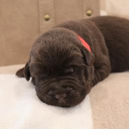 Puddles - Chocolate male Labrador Retriever puppy in Camden, Indiana from Camden's Caring Canines