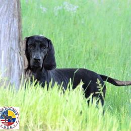 Tabuco - Colombian Fino Hound