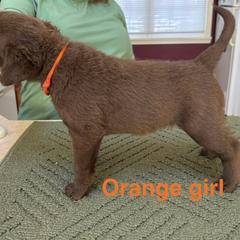 Chesapeake Bay Retriever Puppies from Marshpoint Gun Dogs