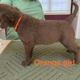 Chesapeake Bay Retriever Puppies from Marshpoint Gun Dogs