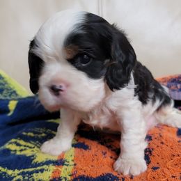 Cavalier King Charles Spaniel Puppies from C.H. Cavaliers