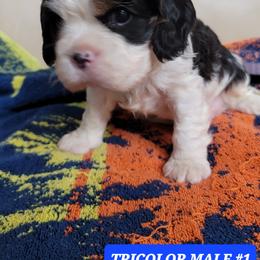 Cavalier King Charles Spaniel Puppies from C.H. Cavaliers