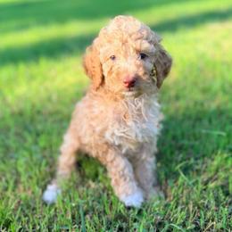 Boy2 - Apricot male Poodle puppy in Liberty, Texas from Poodles and Doodles Most Excellent Adventures