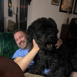 Bouvier des Flandres All Grown Up from Tanya Fontenot